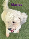 Marley