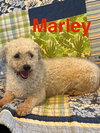 Marley