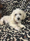 Alfie