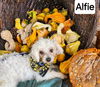 Alfie