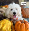 Wylie