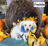 Freddie