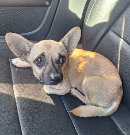 Poquito
