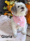 Gloria