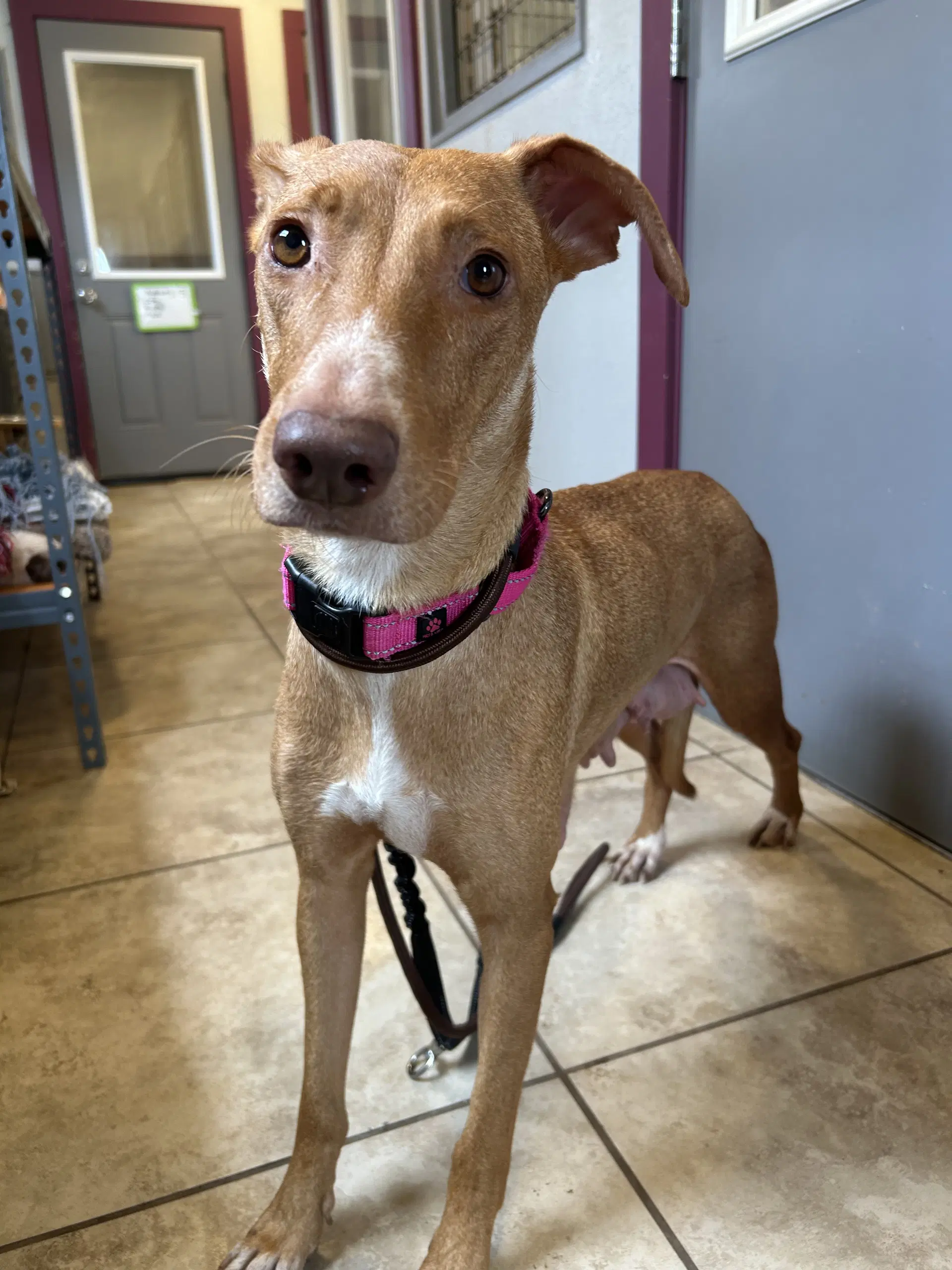 Athena - Vizsla