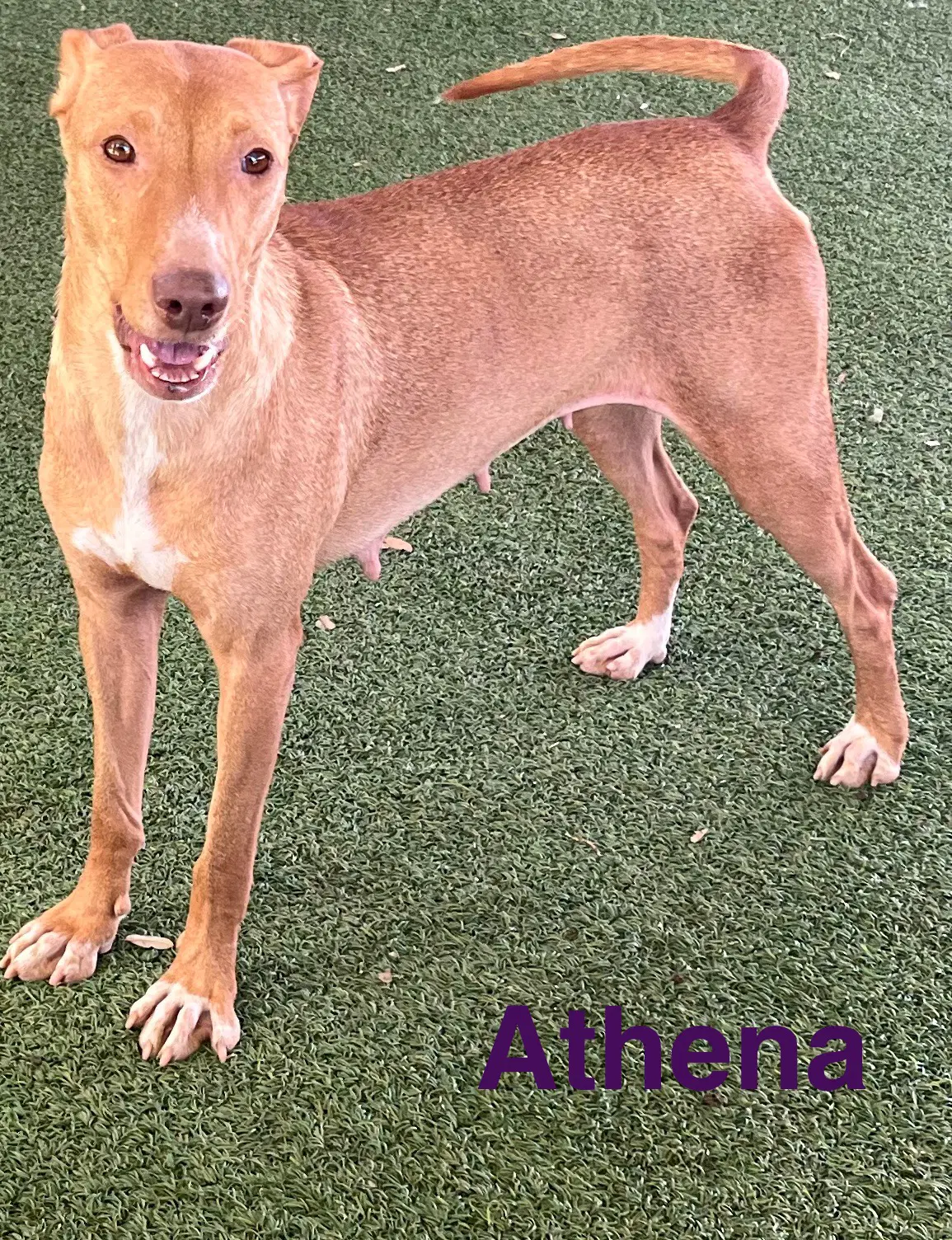Athena image 4