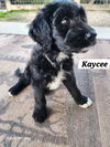 Kaycee