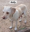Holly