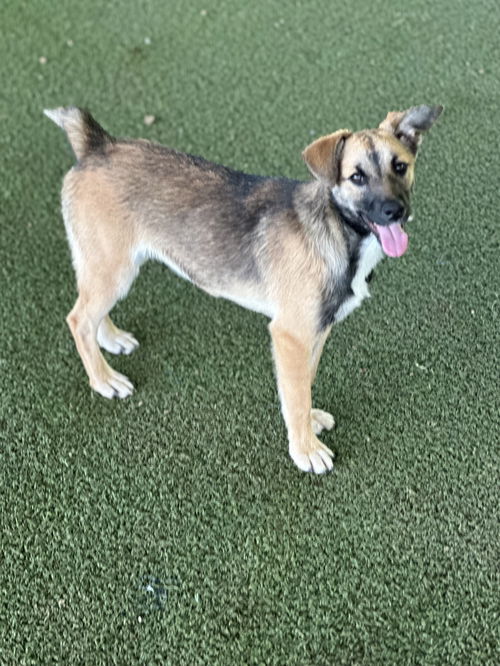 picture of the dog needing adoption