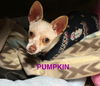 Pumpkin