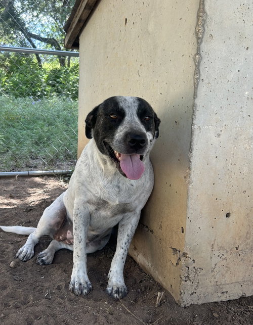 Big Girl, an adoptable Labrador Retriever in Pipe Creek, TX