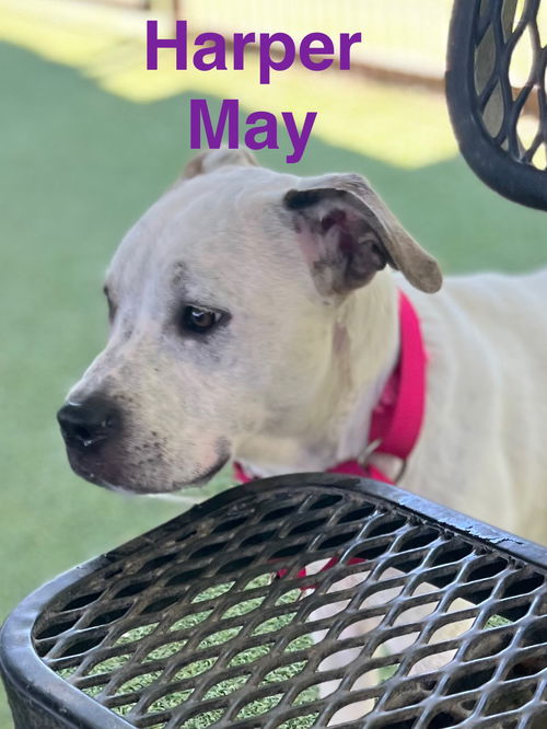 Harper May