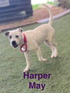 Harper May