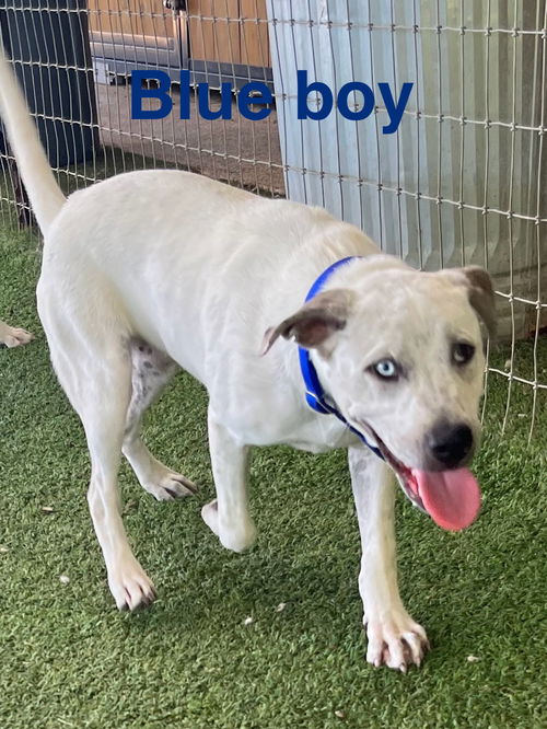 Blue Boy
