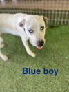 Blue Boy
