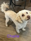 Charlie