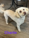 Charlie