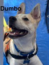 Dumbo