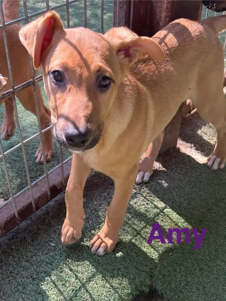 Amy image 3