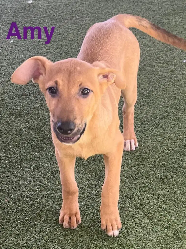 Amy image 4