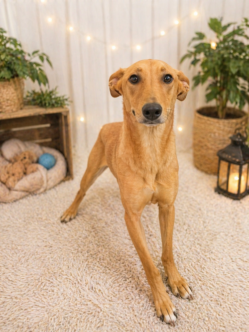 Amy, an adoptable Vizsla in Pipe Creek, TX