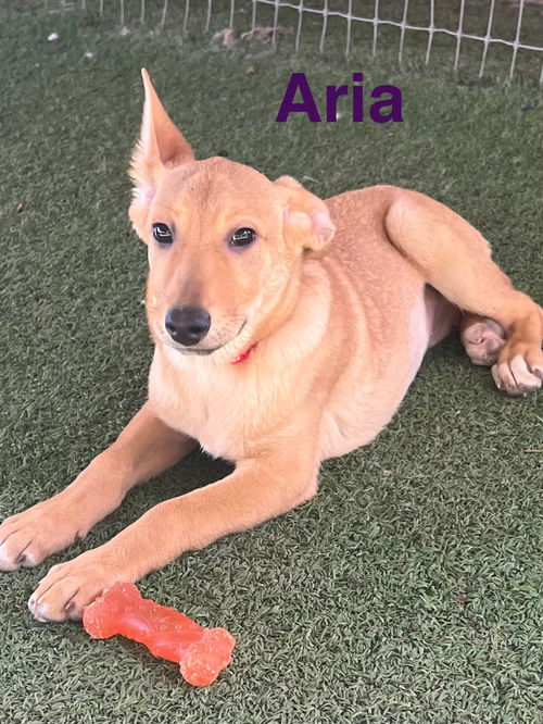 Aria