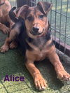 Alice