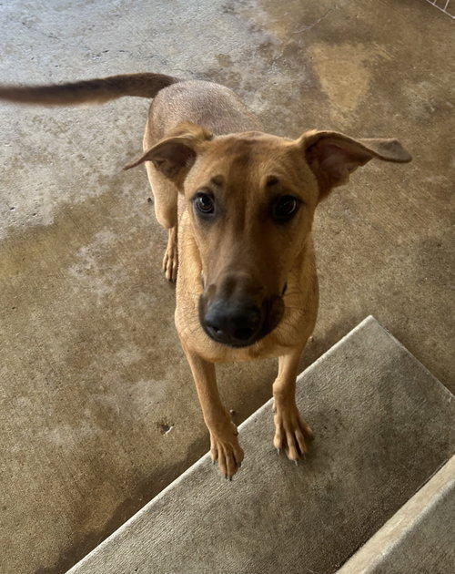 Axel