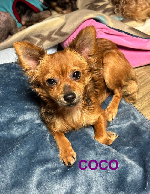 Coco