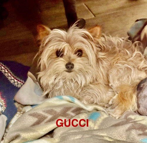 Gucci