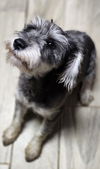 Hattie