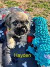 Hayden