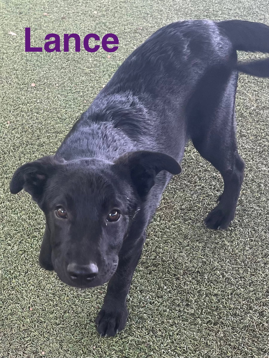 Lance