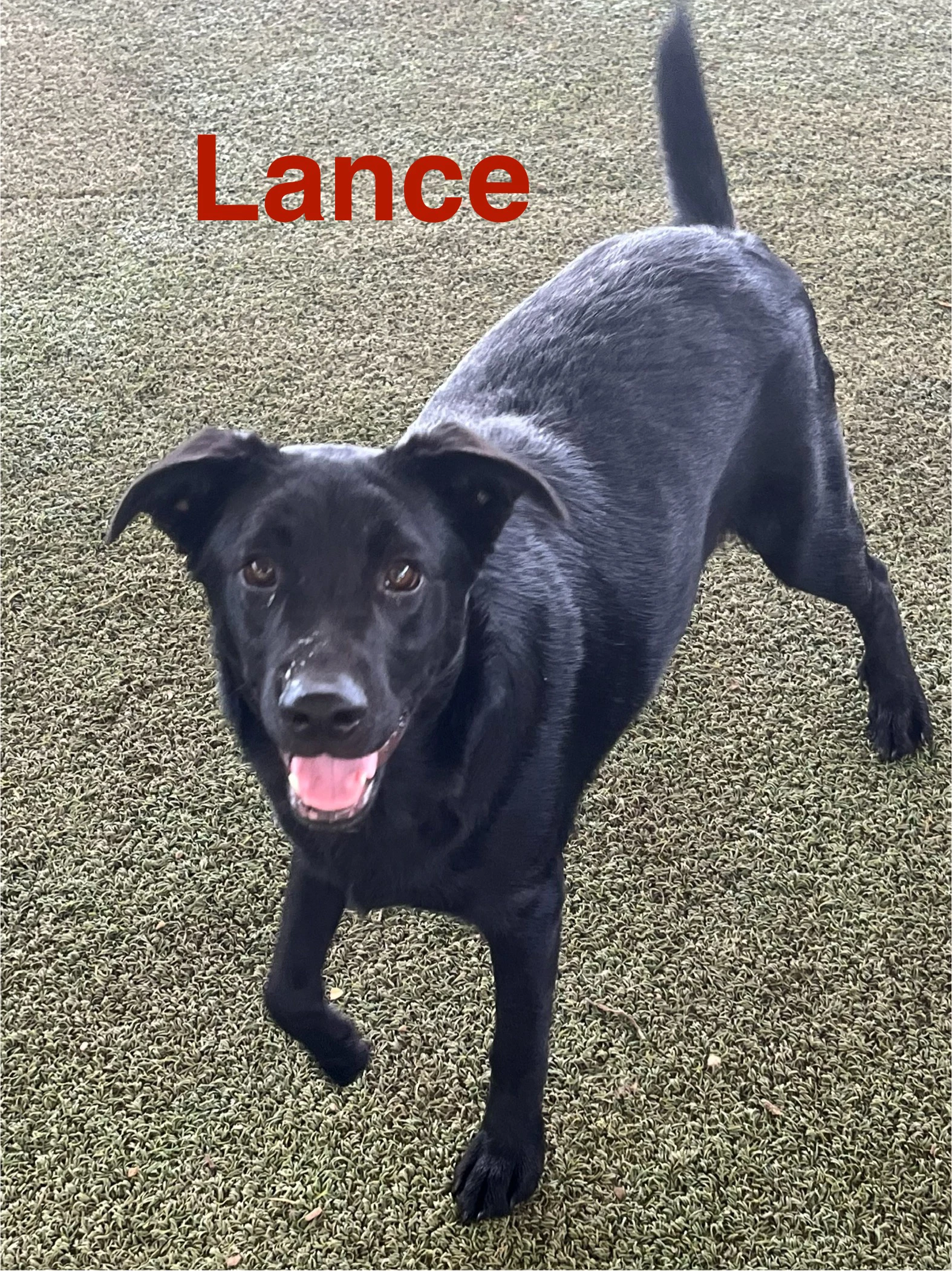 Lance
