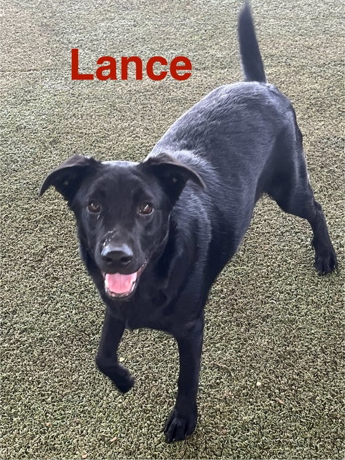 Lance