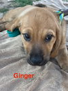 Ginger