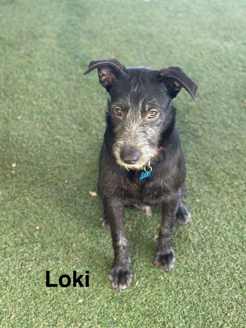 Loki