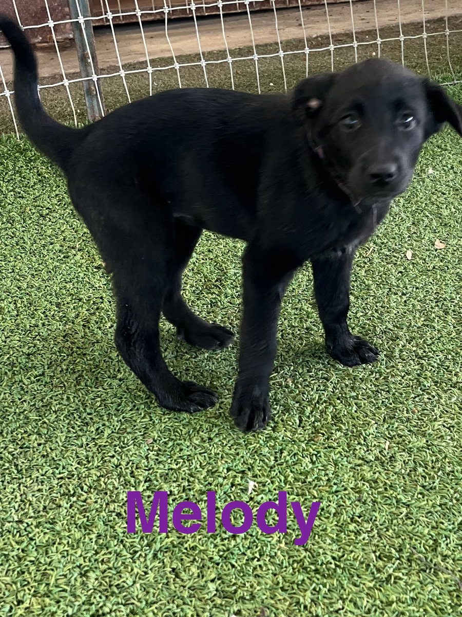 Melody