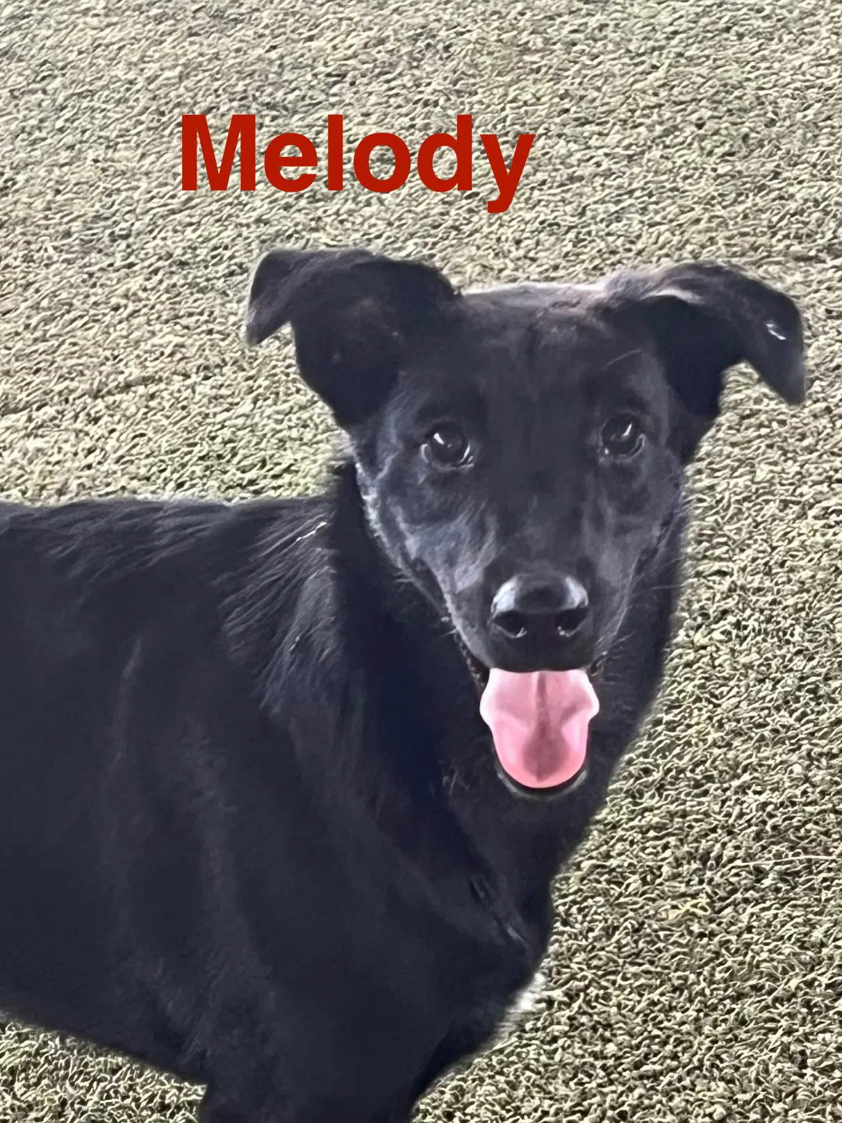 Melody image 3