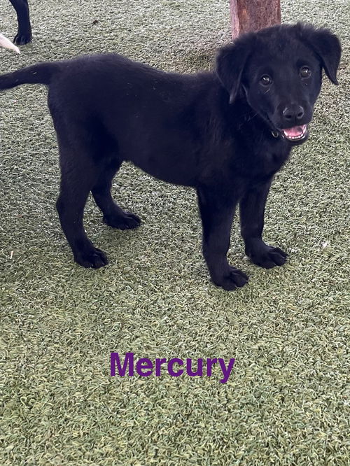 Mercury