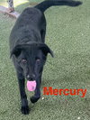 Mercury
