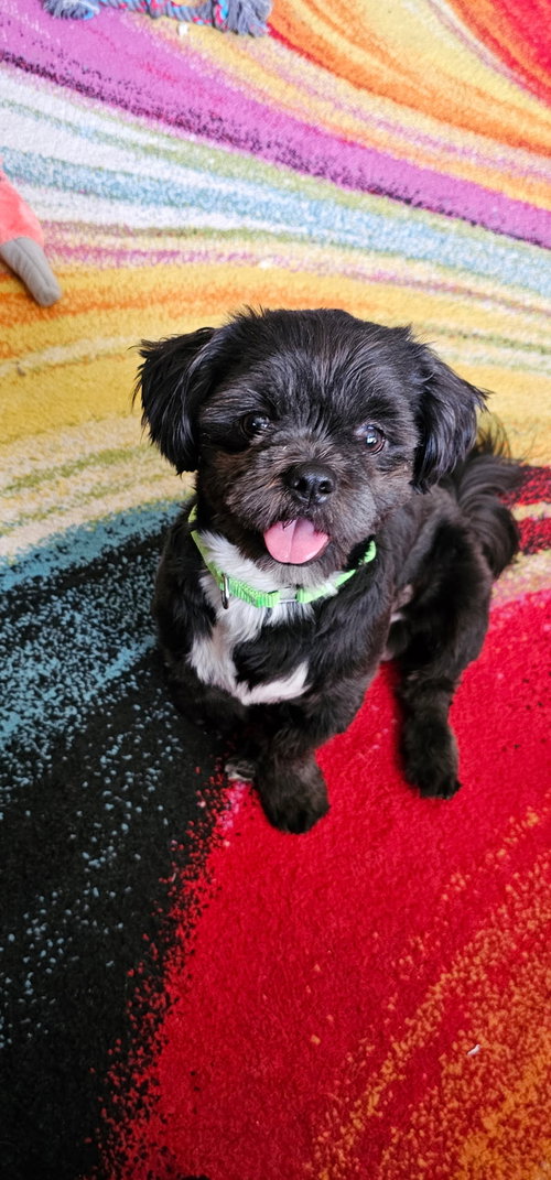 Oreo