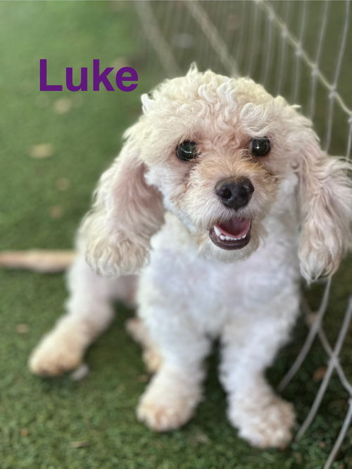 Duke