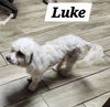 Luke Poodle