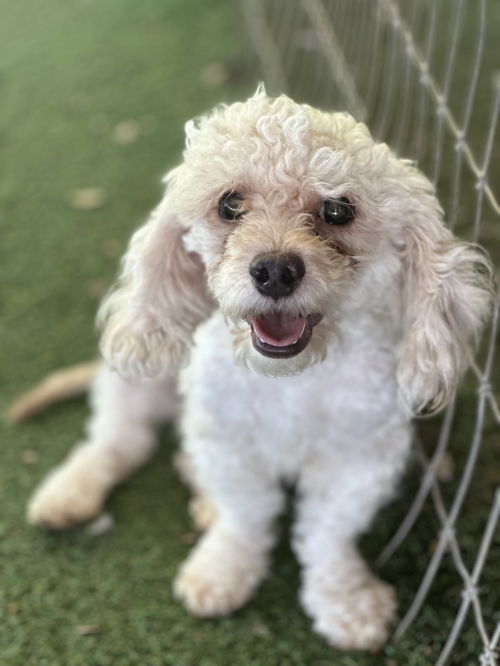 Luke Poodle