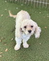 Luke Poodle