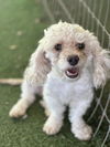 Luke Poodle