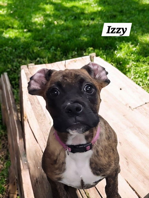 Izzy