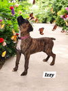 Izzy