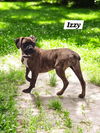 Izzy